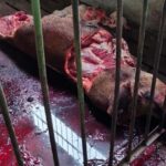 Faenaron un cerdo clave para investigación en Veterinarias