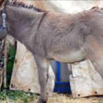 Carne de burro en Chubut: “Es muy suave, nutritiva y comparable a la vacuna” y ya se vende en Trelew-Video