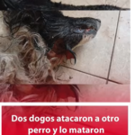 Dos dogos atacaron a otro perro y lo mataron