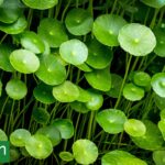 Crece en veredas y zanjas, pero pocos saben que se puede comer