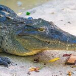 Qué significa soñar con cocodrilos