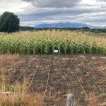 “Tiene que andar”: el maíz que fue un éxito en Siberia ahora sorprende en la Patagonia