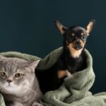 Hasta US$450 por mascota: la propuesta de ley en Nueva York que beneficiaría a quienes tengan gatos o perros