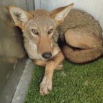 Qué son los “lobos fantasma”, la rara especie salvaje que piden proteger en las carreteras de Texas