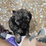 Entró a robar a un departamento en Santa Rosa y se llevó una perrita