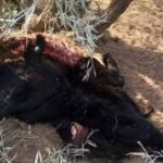 Faenaron dos vacas de la Escuela Agrotécnica de Acha