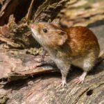Tres pasajeros murieron por un brote de hantavirus en un crucero que salió desde la Argentina
