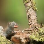 Qué es el hantavirus, la infección que causó la muerte de tres pasajeros de un crucero que salió de la Argentina
