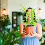 La planta equivocada: Por qué a veces fallamos al elegir y cómo lograr el match perfecto