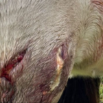 URGENTE ZONA RURAL: una potranca fue atacada por un puma entre Trilí y Quemú