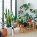 Ni lengua de suegra ni helechos: estas son las 5 mejores plantas para interiores