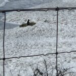 Las impresionantes imágenes de la espuma que invadió las playas de Quequén tras el temporal