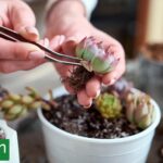 Rescatá tus suculentas: el plan de otoño para revivir cactus y plantas debilitadas