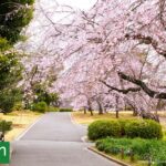 Shinjuku Gyoen: el parque de Tokio donde florecen más de mil cerezos