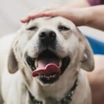 Qué significa acariciar a los perros, según la psicología