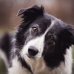 Cómo sé si mi perro Border Collie está viejo