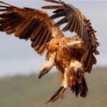 Descubrieron que los buitres podrían frenar la reproducción de pitones birmanas en los Everglades de Florida