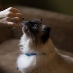 Los alimentos de consumo humano que pueden poner en riesgo la salud de tu gato