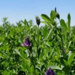 Lo piden de todo el mundo: ya se exportaron más de 90.000 toneladas de un cultivo que es sensación