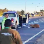 Rescataron a un ciervo de los pantanos en plena Panamericana