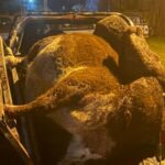 Frustraron un abigeato en Doblas: dos detenidos, una vaca y una camioneta secuestrada