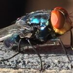 El temible parásito que se devora tejido vivo desvela a una industria de Estados Unidos y un rival exitoso salió a combatirlo