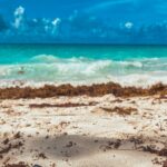 Impulsan transformar el sargazo de Florida en helados, sopas, salsas y bebidas deportivas