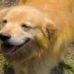 La historia del Golden Retriever que siguió al auto de Google y apareció en más de mil fotos
