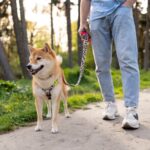 El sencillo truco de tres minutos para que tu perro no tire de la correa en los paseos