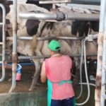 Cambio en el negocio: casi tres de diez litros de leche ya salen de tambos que producen más de 10.000 litros diarios