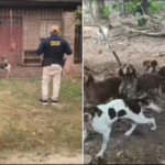 San Pedro:Encontraron 18 perros desnutridos en un presunto criadero clandestino