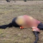 Abigeato en Acha: mataron una yegua criolla preñada y la faenaron