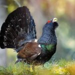 Gastaron cinco millones de dólares para liberar 30 aves en peligro de extinción y en seis meses solo quedó una con vida