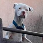 Rescataron a un dogo desnutrido de la casa de Barrelier, el único detenido por el femicidio de Agostina Vega