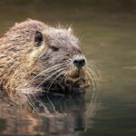 Crueldad animal: denuncian penalmente a dos universitarios por matar a un coipo entre risas y publicar el video