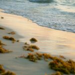 Florida desactiva una alerta por bacteria en una playa de Palm Beach: qué zona vuelve a ser segura