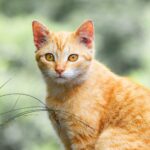Carlos Gutiérrez, veterinario: “Casi todos los gatos naranjas son en realidad atigrados y eso los hace ser muy familiares”