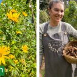 El ingrediente más codiciado por los chefs, de nombre raro y fácil de cultivar que puede estar en tu huerta