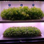 Inspirados en la Antártida, crearon un revolucionario “electrodoméstico” para producir hortalizas en el hogar