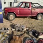 Secuestraron armas, camionetas y ejemplares de fauna silvestre en el sur provincial