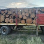 Ingresaron con un camión a un campo de Rancul para talar caldenes