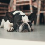 Siete señales de que tu perro tiene frío que no hay que ignorar