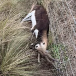 «Se me están muriendo los animales»: grave denuncia pública contra Recursos Naturales