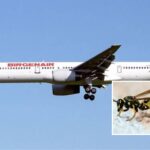 189 muertos: la mayor tragedia aérea de la República Dominicana, ¿causada por una avispa?