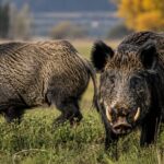 “Plaga”: impulsan una ley para permitir la venta formal de carne de jabalí