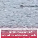 ¿Carpincho o nutria?: misterioso avistamiento en la Laguna Don Tomás