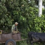 Del tractor al buey: el campo de Cuba se adapta a la falta de combustible
