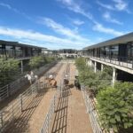 Vacunos: demanda tranquila y precios en baja en el Mercado Agroganadero de Cañuelas