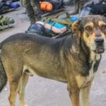 La historia de Vaguito, el perro que pasó de ser rescatado a convertirse en un héroe de la Policía