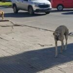 Denuncian envenenamiento de perros en Bolívar: ya murieron cuatro animales
